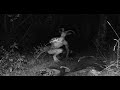 Terrifyingly Real Photos Caught On Trail Cameras