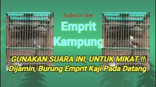 Suara Panggilan Emprit Kaji Jantan, Cocok Banget Buat Mikat.