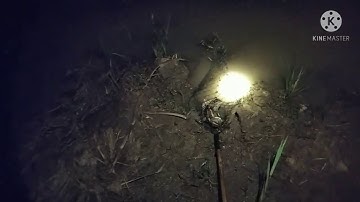 Berburu ruak ruak di malam hari menggunakan tangan dan serok,,bisa dapat tambahan juga,,