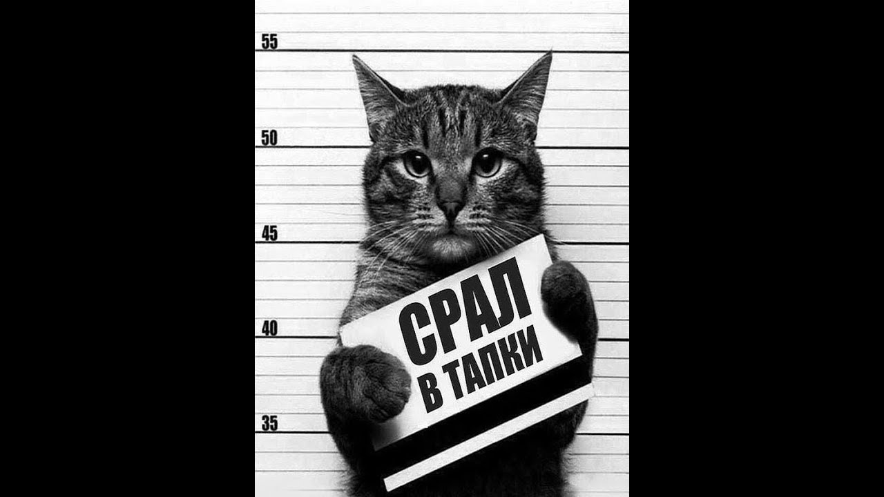 Смешные картинки с надписями до слез с матами