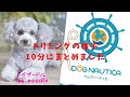 トイプードルのトリミング　10分にまとめました　toy poodle grooming
