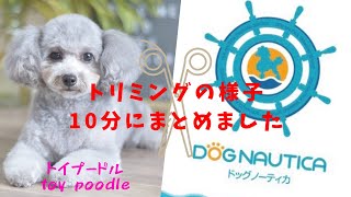 トイプードルのトリミング　10分にまとめました　toy poodle grooming