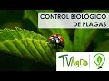 Ideas Biológicas- Control biológico de plagas / TV Agro.