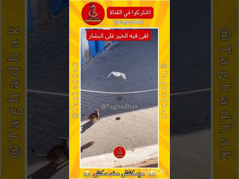لقى فيه الخير على البشار