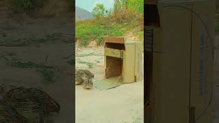 Easy Create Recycling Drop Down Quail Trap in Hole Using Paper Box #birdtrap #shorts #birds