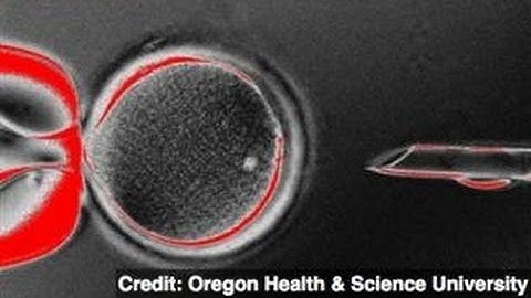 Stem Cells Made From Cloned Embryos, Now What?