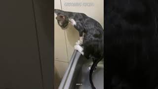 GROOMING KUCING catlover pets cat kucing animals groomingkucingsurabaya shortvideo shorts