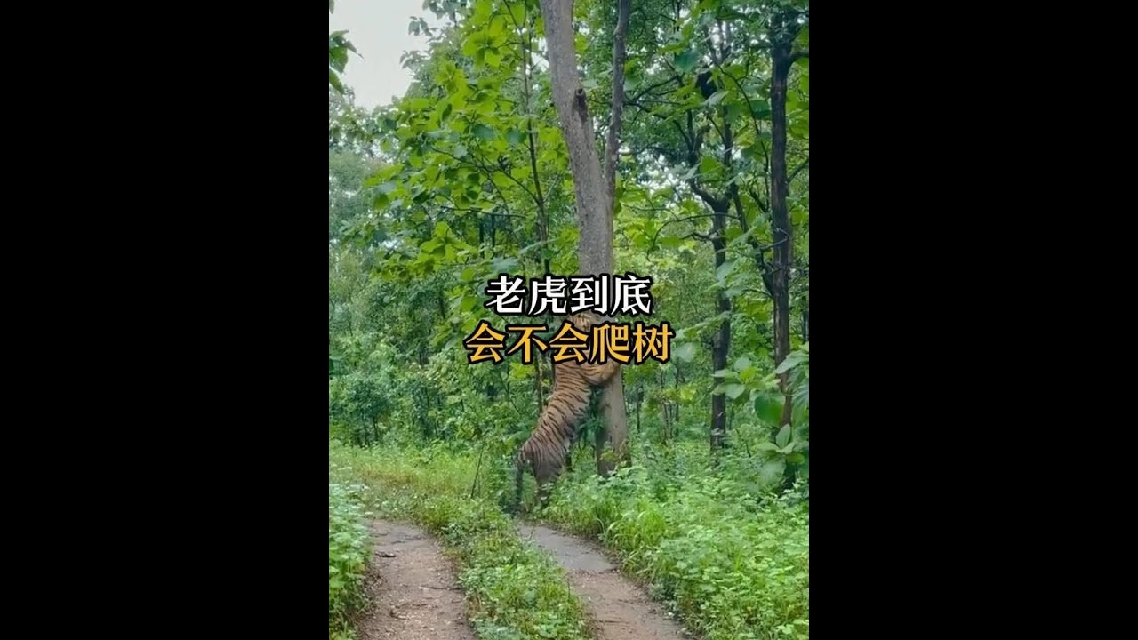 6米寬大河說跳就過 老虎到底有多強？ #動物科普 #老虎