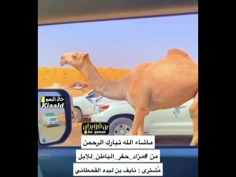 مشترى نايف بن لبده القحطانى