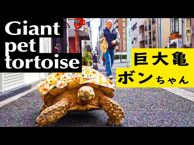 Bon-chan Man taking his giant pet tortoise for a walk in Tsukishima, Tokyo, Japan. class=