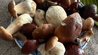 Белые грибы жаренные в сметане сегодня собранные.