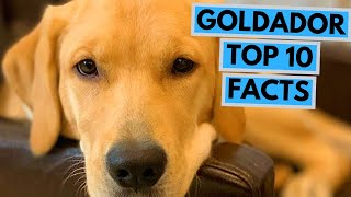 Goldador  TOP 10 Interesting Facts