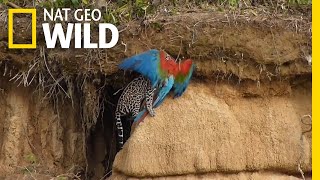 Watch a Wildcat Attack a Parrot in Rare Video | Nat Geo Wild