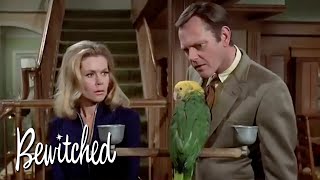 Best Animal Cameos I Bewitched