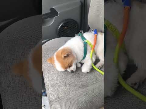 وضعیت مورو در پایان یک روز کاری سخت خسته و کوفته در حال بازگشت به لانه