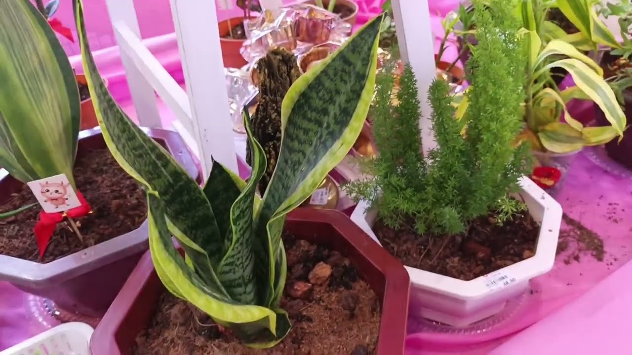 kita shopping dulu sebelum tahun baru cina.. kerana kebanyakan kedai akan tutup nanti gaiss..