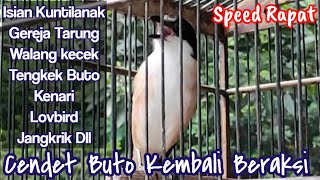 Cendet buto kembali beraksi || isian walang kecek tengkek buto kuntilanak dll