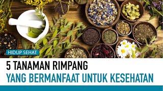 Sederet Tanaman Rimpang yang Bermanfaat Untuk Kesehatan | Hidup Sehat