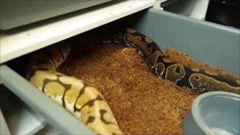 Setting up new TGR snake rack.  Product review.