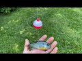 Using LIVE Bluegill Under a Bobber to Catch BASS (Effective!)