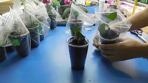 🌹🌹🌹КАК ВЫРАСТИТЬ РОЗУ ИЗ БУКЕТА !