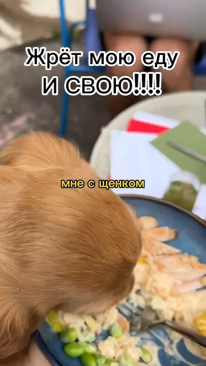 Собака жрет мой поке #собака #щенок#собаки#животные - YouTube