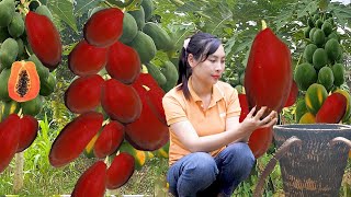How to Harvest RED papaya to sell at the market or cook in the garden