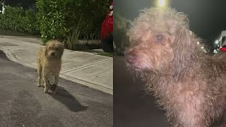 tiny puppy was found in the middle of her settlement He was covered in fleas and very disheveled by Pets are love  356 views 3 weeks ago 2 minutes, 3 seconds
