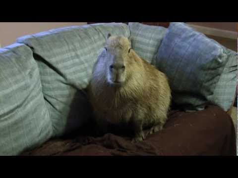 A Very Special Capybara  Most Adorable Animal in the World 世界で最も愛らしい動物