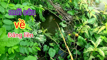 Câu nhấp cá rô đồng cập mé kênh @chuachactv