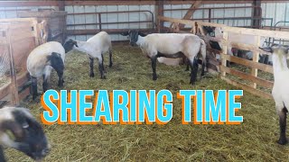 First Shear Of The Season And It's A BIG One