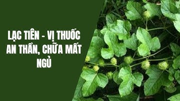 Lạc tiên   Vị thuốc an thần, chữa mất ngủ - Thực phẩm và sức khỏe