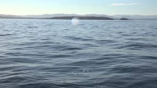 New Orca Calf in J pod by Ken Balcomb 1,676 views 9 years ago 29 seconds