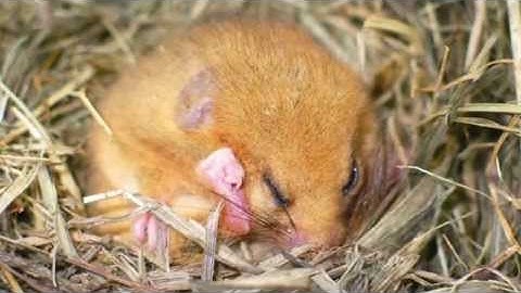 A guide to surveying torpid hazel dormice