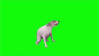 Dancing dog (meme green screen)