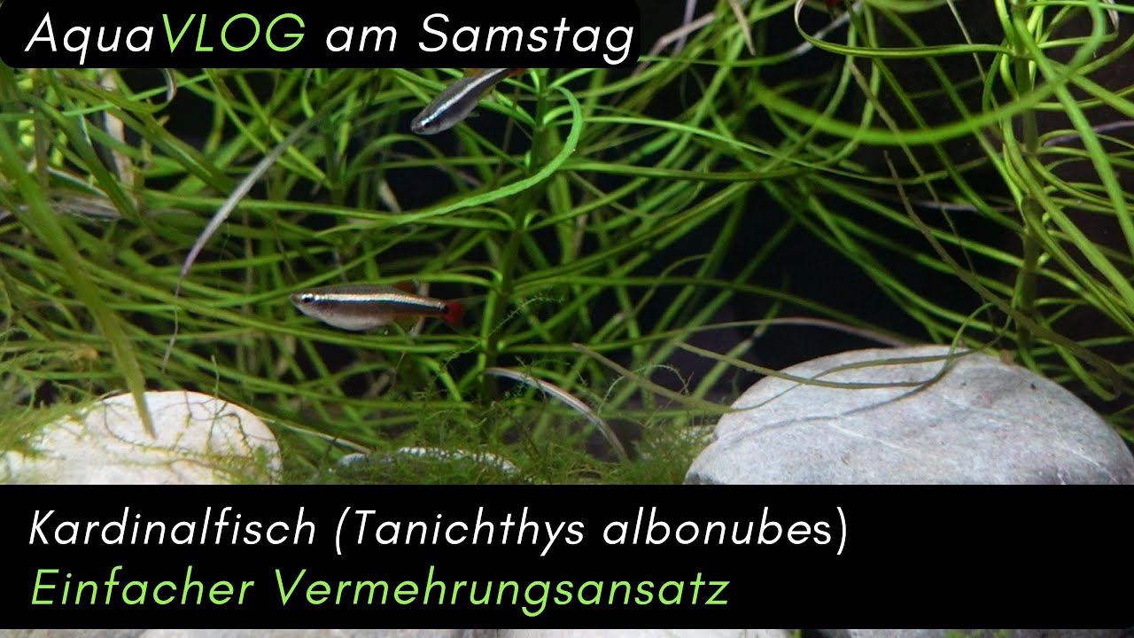 Einfacher (Zucht) / Vermehrungs Ansatz für den Kardinalfisch Aqua