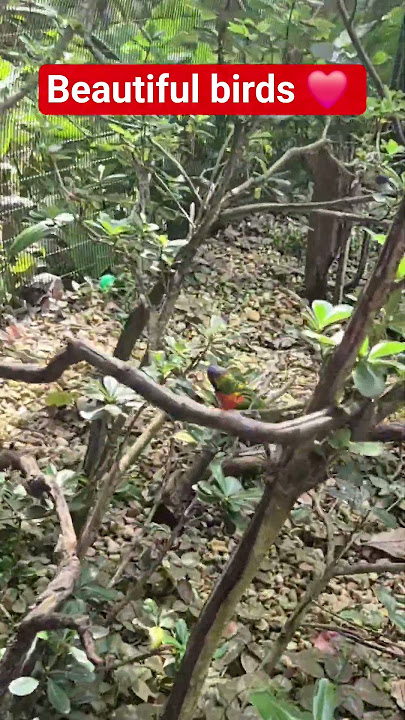 Beautiful birds #Jacksonville zoo#togodbealltheglory #fyp