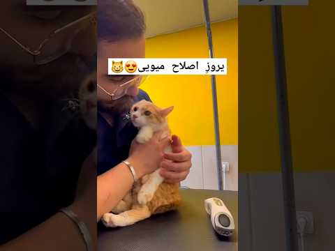 فقط آخرش که از یه آدم قشنگتر نشسته تا اصلاحش تموم شه بااجازه از    گربه خنده