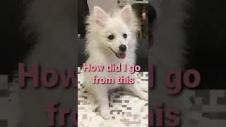 japanese spitz x pomeranian glow up #howdidigofromthistothis #japanesespitz #pomspitz