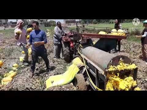 فيديو: كيفية حصاد وتخزين بذور اليقطين