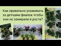 Как правильно ухаживать за детками фиалок чтобы они не замирали в росте?