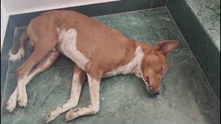 My Dog Has Purest Heart ❤️💞# मेरा स्ट्रीट डॉग 🐕 ल🐕 भूरू अपनी गर्लफ्रैंड से मिलने के लिए घर नहीं आया