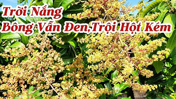 BỌ TRĨ - Đối tượng khó quản lý |Gốc Cù Lao| #0986289491 #gocculao 