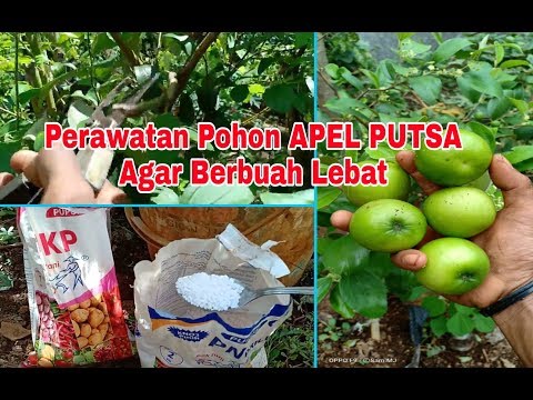 Video: Bagaimana Dan Dengan Apa Memberi Makan Pohon Apel? Bagaimana Memberi Makan Pohon Apel Muda Dan Tua Saat Berbuah, Setelah Berbunga Di Musim Semi Dan Di Waktu Lain? Aturan Pemupukan