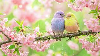 (No Ads) 🌸 Gentle Morning Piano Music | Soft Nature Sounds for Focus, Study & Relaxation screenshot 5