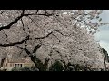 Cherry Blossom HEAVEN! First Look at Peak Bloom 2024 (So Dreamy!)