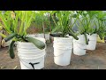 Growing Zucchini At Home In A Container - Large, Long Fruit - 1 To 72 Day Diary