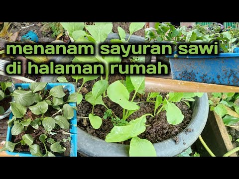 Video: Cara Menanam Sayur Di Tingkap