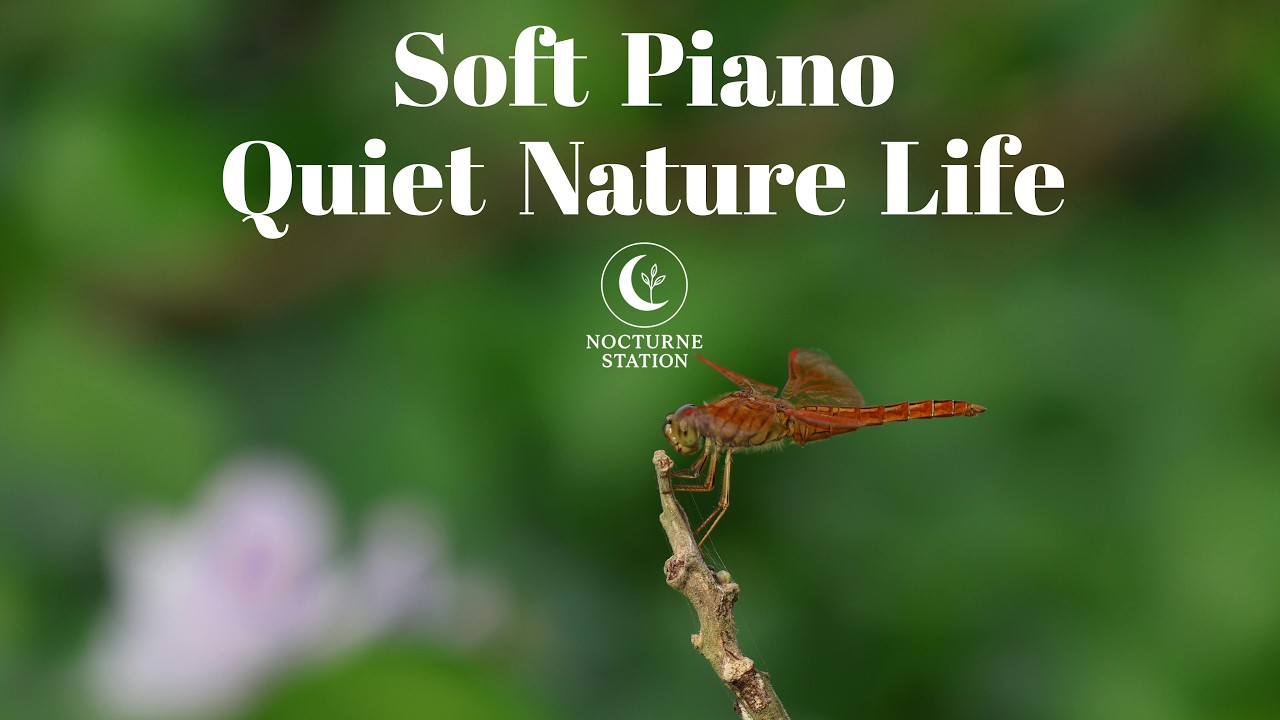 Soft Piano & Quiet Nature Life - A Peaceful World in Small Moments | Nocturne Station