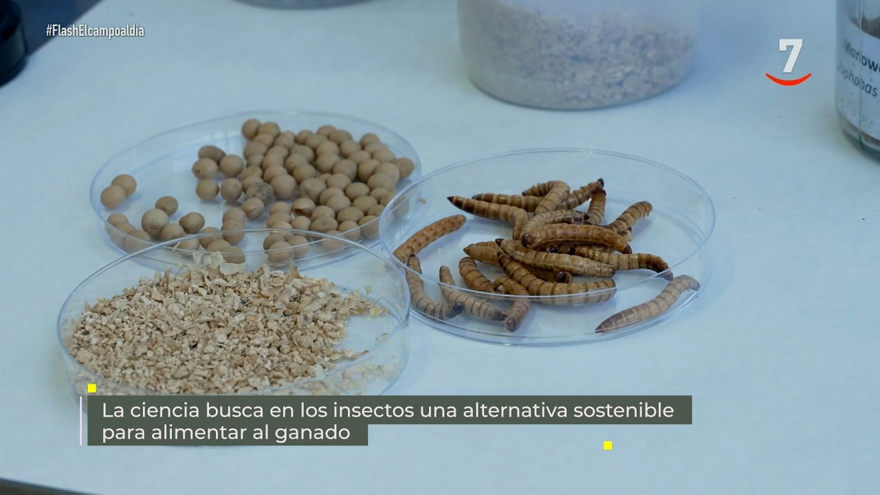 Flash El campo al día (05/02/2026) Los insectos, una alternativa sostenible para alimentar el ganado